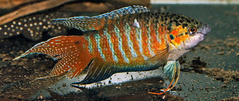 MACROPODUS OPERCULARIS